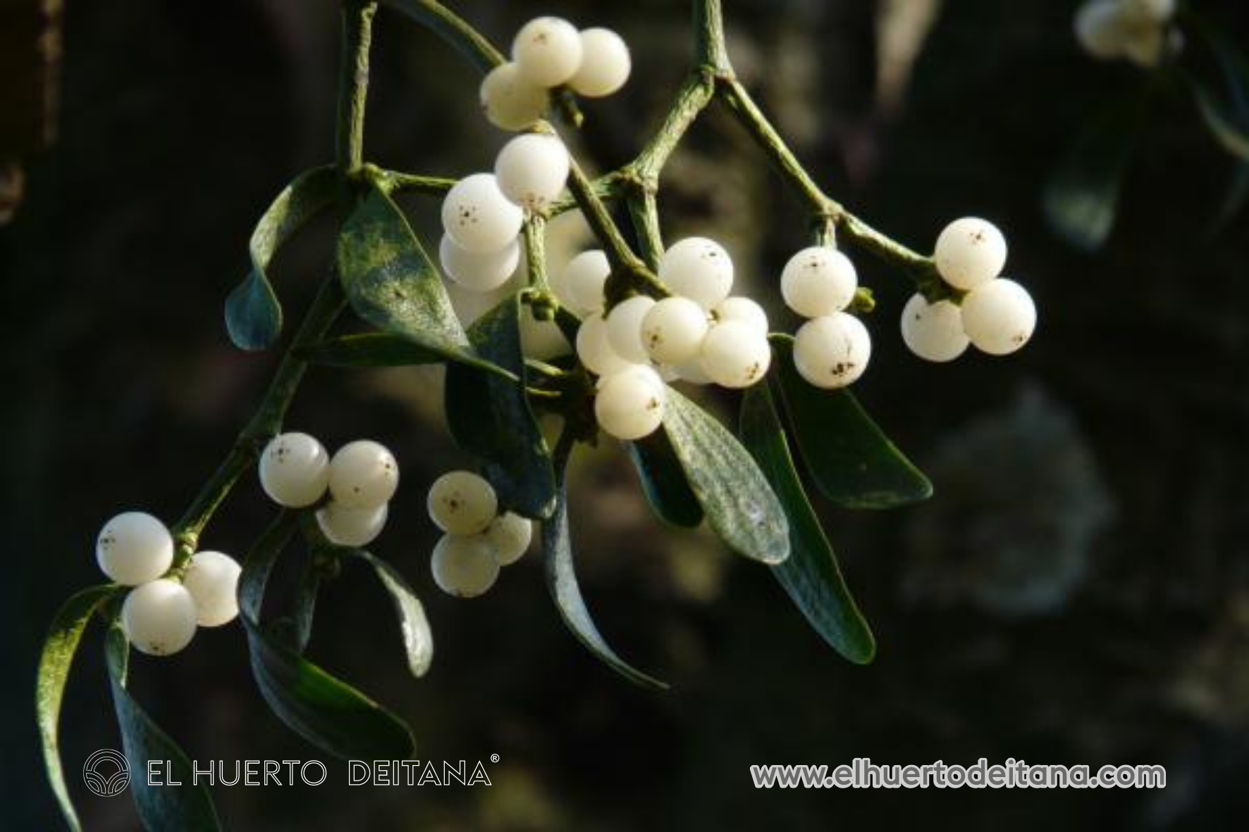Rama de Muérdago Natural